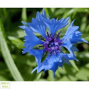 Centaurea Cyanus - Pret | Preturi Centaurea Cyanus