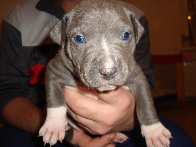 pui pitbull blue de 4 saptamani - Pret | Preturi pui pitbull blue de 4 saptamani