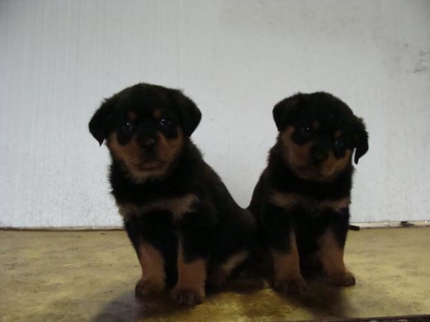 Pui Rottweiler - Pret | Preturi Pui Rottweiler