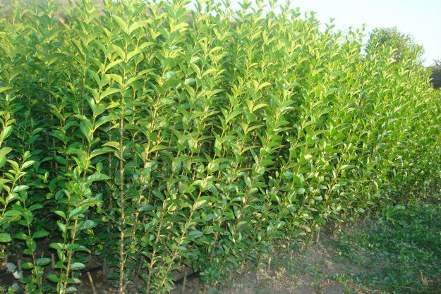 Vand Ligustrum Ovalifolium(Lemn Cainesc) - Pret | Preturi Vand Ligustrum Ovalifolium(Lemn Cainesc)