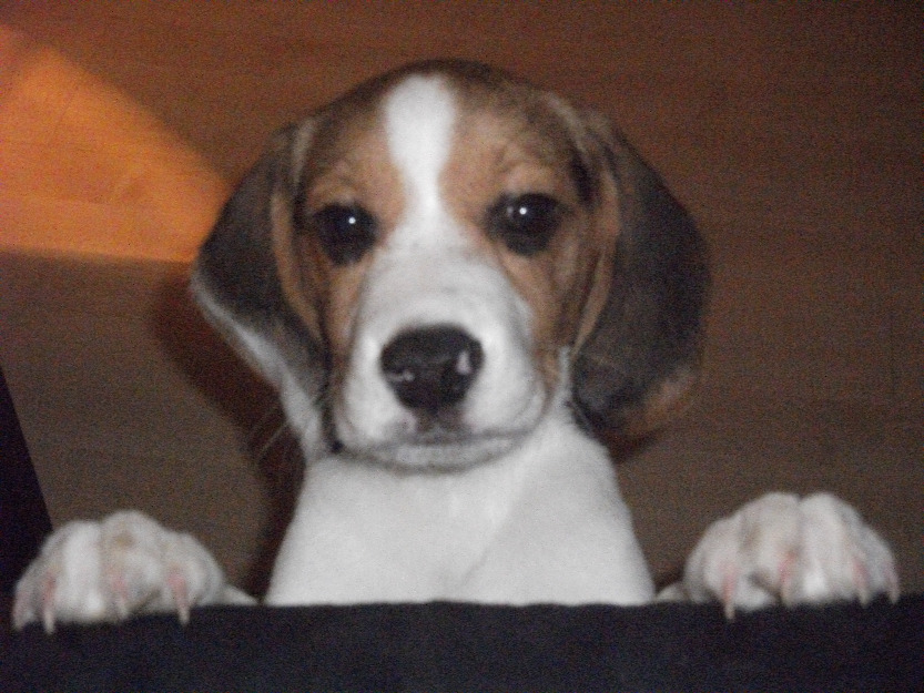 Vand un super beagle - Pret | Preturi Vand un super beagle