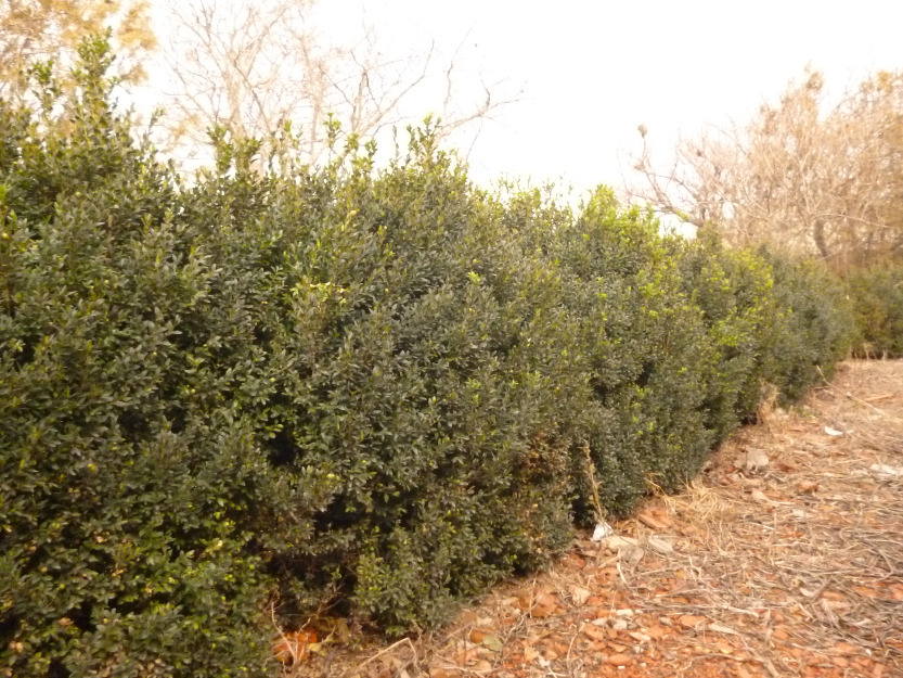 vand arbuşti Buxus sempervirens - Pret | Preturi vand arbuşti Buxus sempervirens