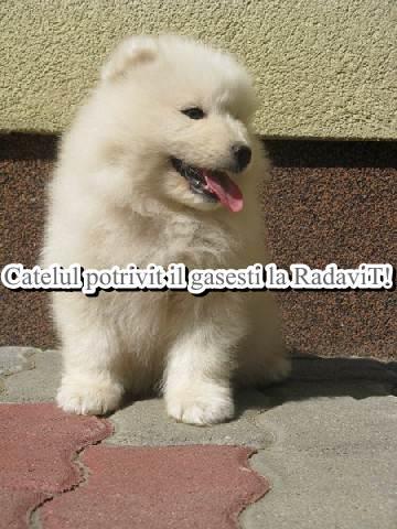 Samoyed de vanzare disponibili acum de Craciun - Pret | Preturi Samoyed de vanzare disponibili acum de Craciun