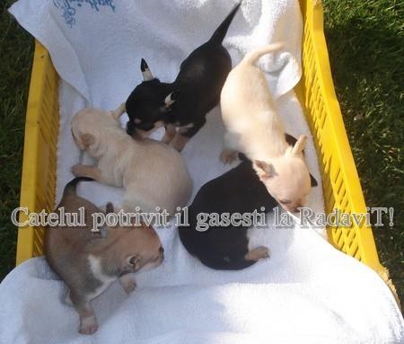 VAND CHIHUAHUA.OFERTA DE CRACIUN - Pret | Preturi VAND CHIHUAHUA.OFERTA DE CRACIUN