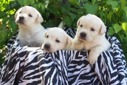 Vand catei Labrador rettriewer - Pret | Preturi Vand catei Labrador rettriewer