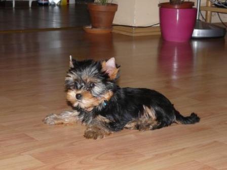 Yorkshire Terrier - Pret | Preturi Yorkshire Terrier