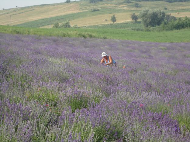 LAVANDA ANGUSTOFOLIA SI BUTASI LAVANDA - Pret | Preturi LAVANDA ANGUSTOFOLIA SI BUTASI LAVANDA