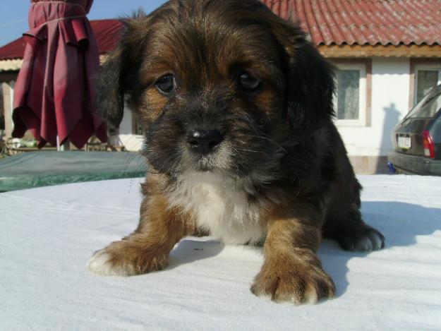 BICHON HAVANEZ 300 RON - Pret | Preturi BICHON HAVANEZ 300 RON