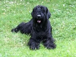 snauter urias 10 luni, cu pedigree - Pret | Preturi snauter urias 10 luni, cu pedigree