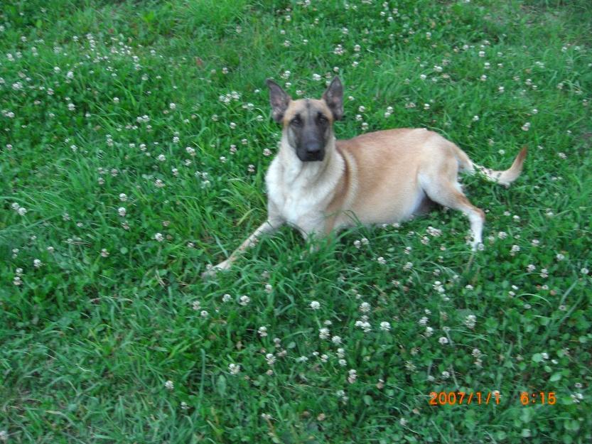 pui ciobanesc belgian malinois - Pret | Preturi pui ciobanesc belgian malinois