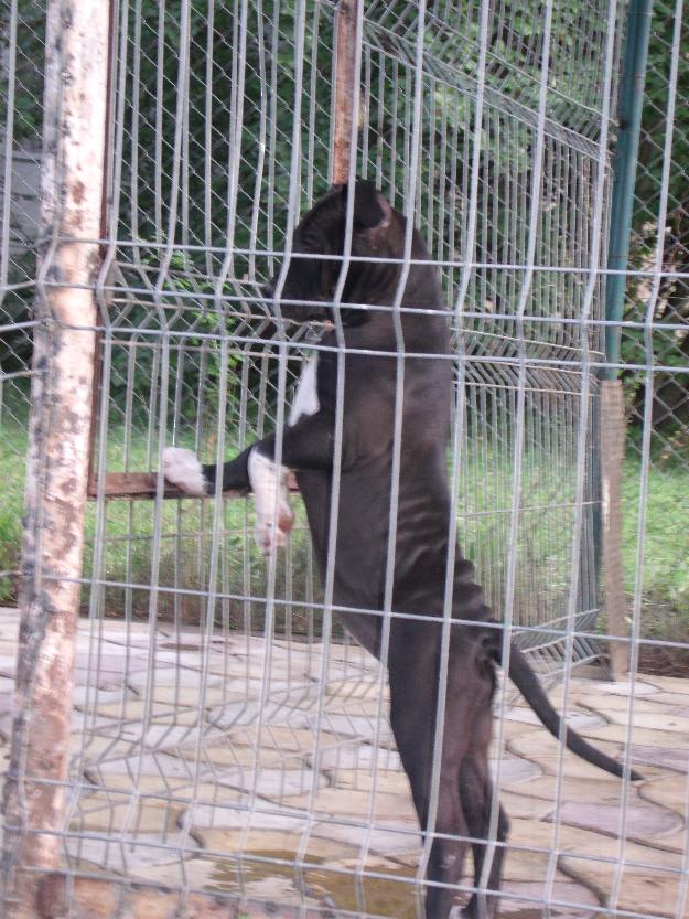 vand pui femela amstaff cu pedigree, 700 ron - Pret | Preturi vand pui femela amstaff cu pedigree, 700 ron