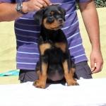 Vand catei rottweiler - Pret | Preturi Vand catei rottweiler