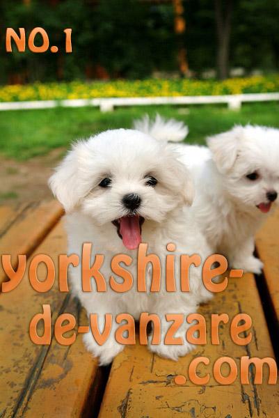 Vand Catei Yorkshire Terrier Toy, Bichon Maltez, Shih Tzu - Pret | Preturi Vand Catei Yorkshire Terrier Toy, Bichon Maltez, Shih Tzu