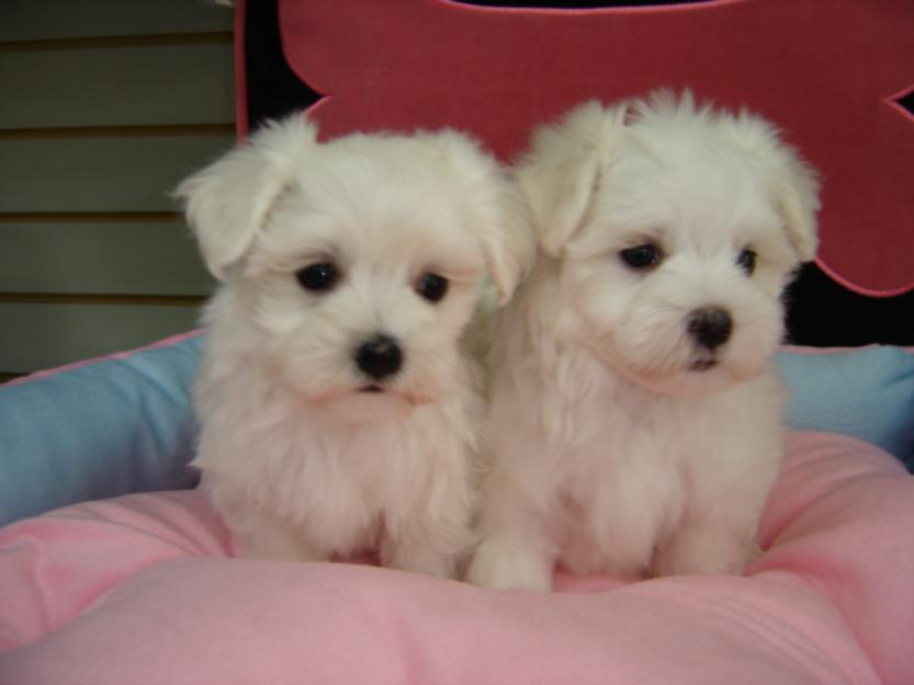 vand pui bichon maltese - Pret | Preturi vand pui bichon maltese