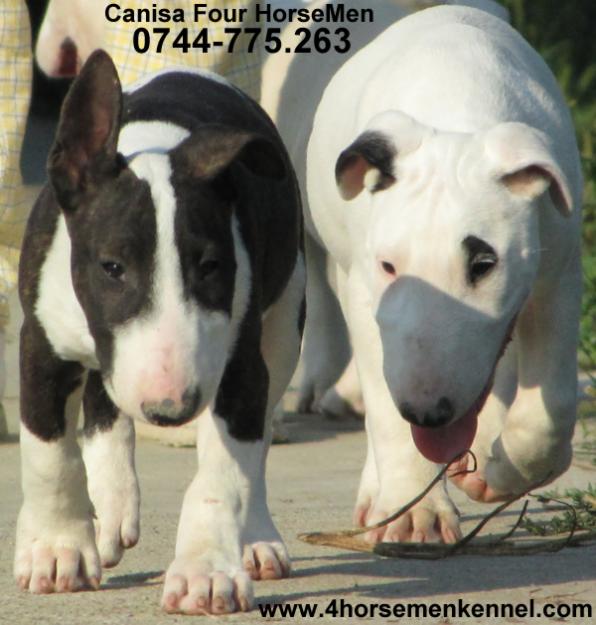 Vand pui Bullterrier - Pret | Preturi Vand pui Bullterrier