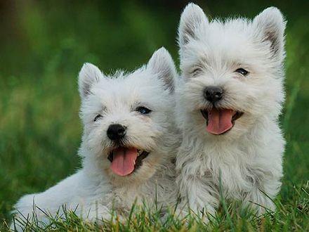 Catei West Highland White Terrier - Pret | Preturi Catei West Highland White Terrier