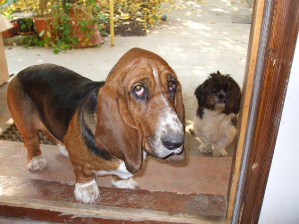 pierdut basset hound si shith tzu - Pret | Preturi pierdut basset hound si shith tzu