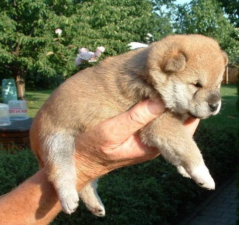 Vand Shiba-Inu Rasa Pura! Calitate Garantata! - Pret | Preturi Vand Shiba-Inu Rasa Pura! Calitate Garantata!