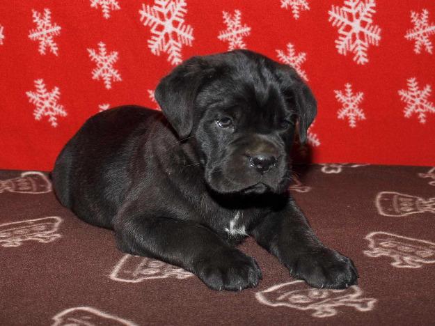 Cane Corso de Calitate Vand Catei - Pret | Preturi Cane Corso de Calitate Vand Catei