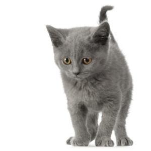 pisici de rasa chartreux de vanzare - Pret | Preturi pisici de rasa chartreux de vanzare