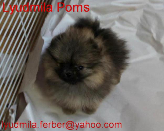 VAND 2 MASCULI RASA POMERANIAN - Pret | Preturi VAND 2 MASCULI RASA POMERANIAN