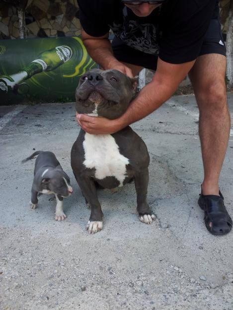 Vand pui de American Bully superb - Pret | Preturi Vand pui de American Bully superb