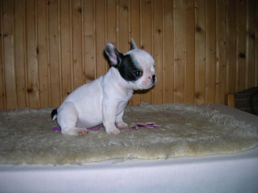 catei bulldog francez - Pret | Preturi catei bulldog francez