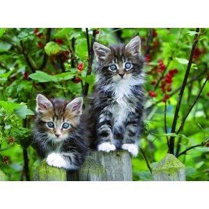 Puzzle Ravensburger 500 Kittens on the Fence - Pret | Preturi Puzzle Ravensburger 500 Kittens on the Fence