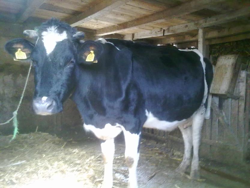 Vand vaca holstein buna de lapte - Pret | Preturi Vand vaca holstein buna de lapte