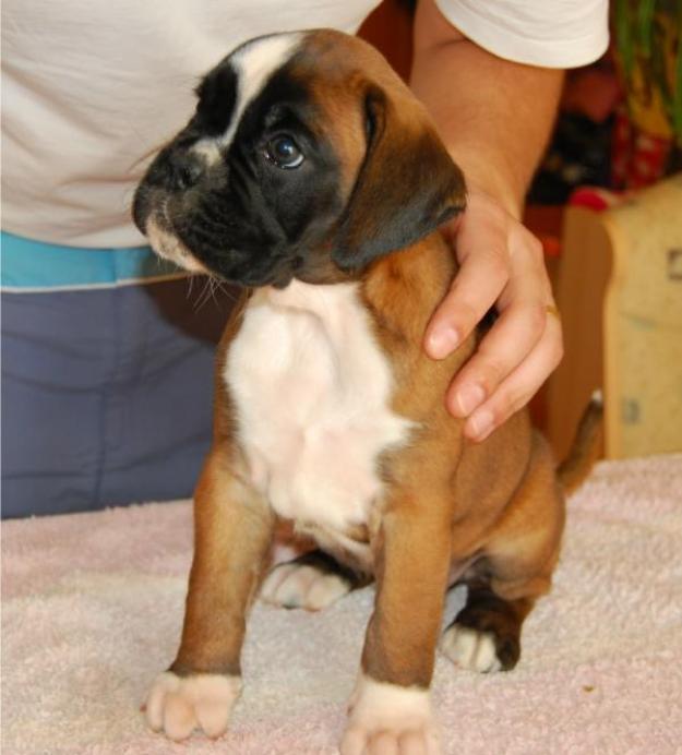 Disponibili pui boxer german - Pret | Preturi Disponibili pui boxer german