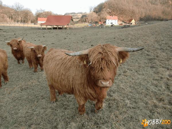 Bovine rasa Scottish Highland - Pret | Preturi Bovine rasa Scottish Highland