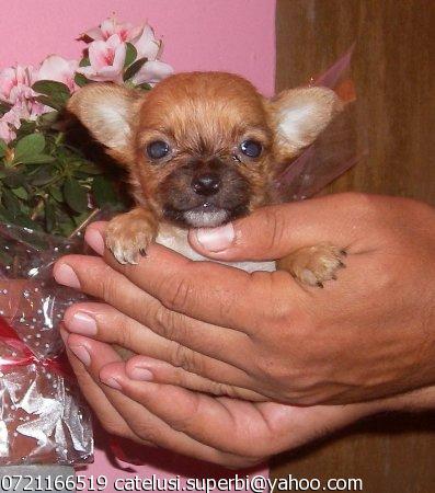 Puisori de Chihuahua si Bichon SUPERBI - Pret | Preturi Puisori de Chihuahua si Bichon SUPERBI