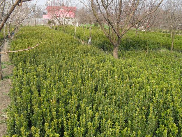 buxus romania - Pret | Preturi buxus romania