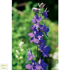 Delphinium Ajacis Mixed - Pret | Preturi Delphinium Ajacis Mixed