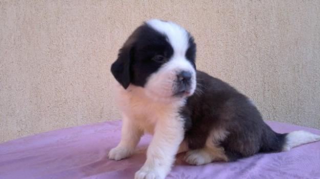 Saint Bernard de vanzare disponibili acum de Craciun - Pret | Preturi Saint Bernard de vanzare disponibili acum de Craciun