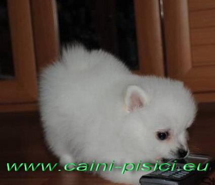 Vand pui Pomeranian Rasa Pura! - Pret | Preturi Vand pui Pomeranian Rasa Pura!