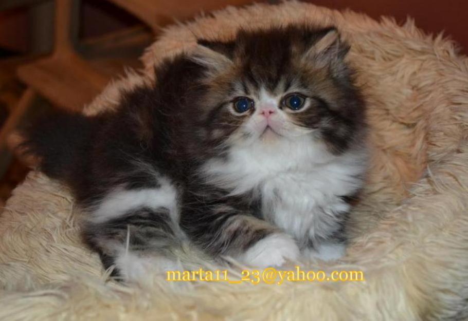 Vand pisicuta persana superba - DE EXPOZITIE! - Pret | Preturi Vand pisicuta persana superba - DE EXPOZITIE!