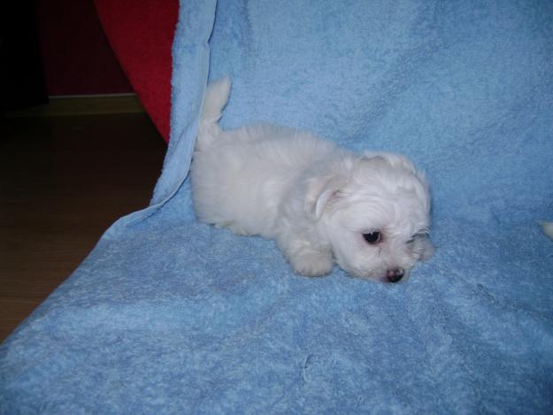 vand pui bichon maltez toy - Pret | Preturi vand pui bichon maltez toy