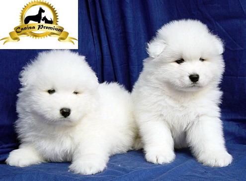 Samoyed puiuti de vanzare - Pret | Preturi Samoyed puiuti de vanzare