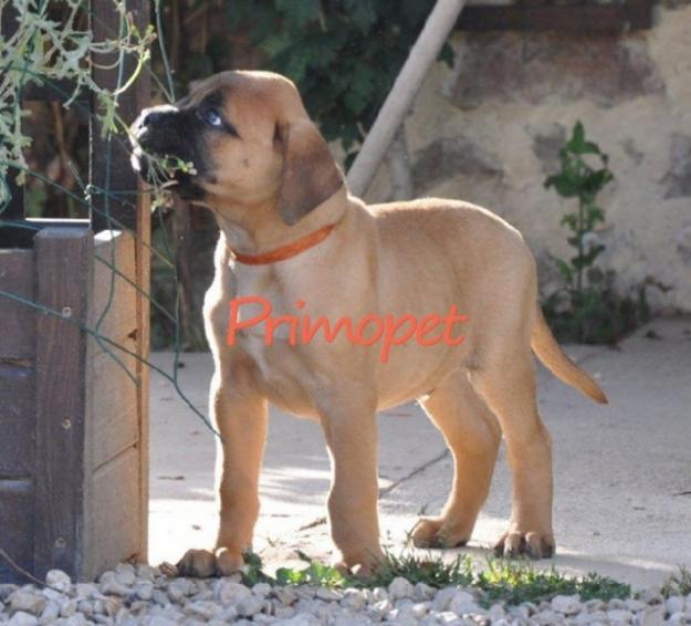 Vand catei Bullmastiff - Pret | Preturi Vand catei Bullmastiff