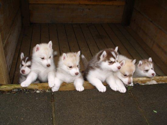 vand catei husky siberian - Pret | Preturi vand catei husky siberian