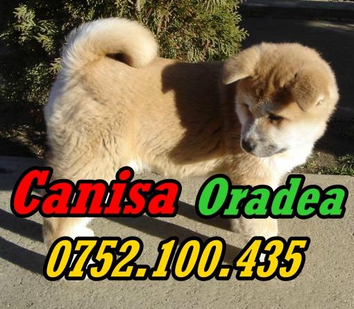 Vand catei rasa Akita Inu, deosebit de frumosi - Pret | Preturi Vand catei rasa Akita Inu, deosebit de frumosi