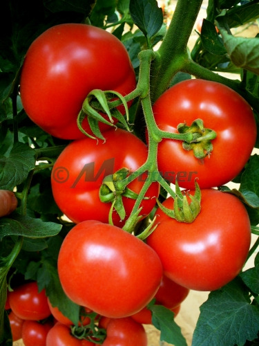 Vand seminte tomate Lady Rosa !! - Pret | Preturi Vand seminte tomate Lady Rosa !!