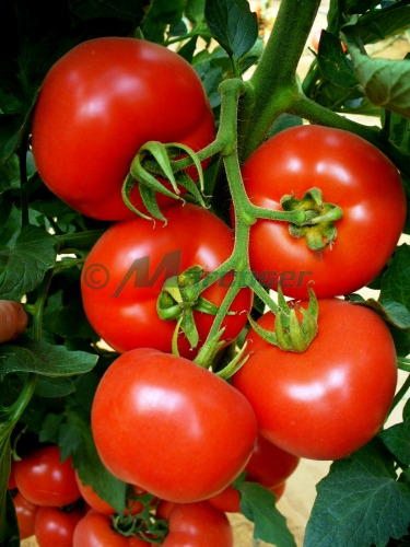 Vand seminte tomate Lady Rosa !! - Pret | Preturi Vand seminte tomate Lady Rosa !!