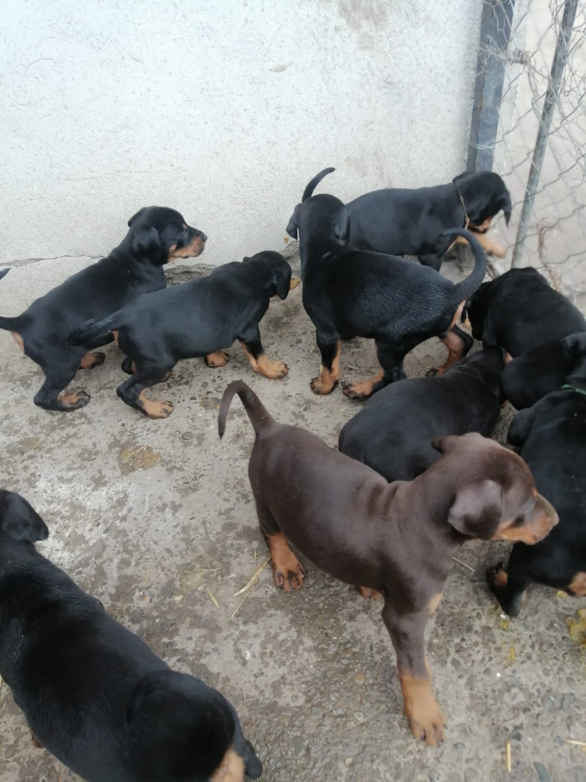 Dobermani de vânzare - Pret | Preturi Dobermani de vânzare