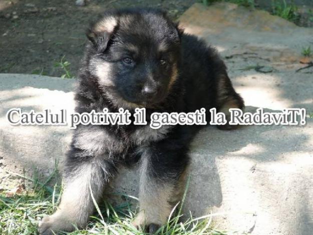  - Pret | Preturi 