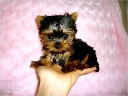 vand pui yorkshire terrier - Pret | Preturi vand pui yorkshire terrier