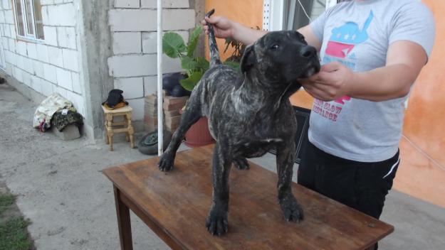 Vand Pui Presa Canario - Pret | Preturi Vand Pui Presa Canario