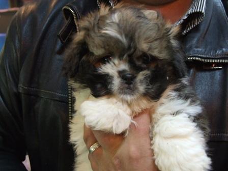 vand shih tzu femela - Pret | Preturi vand shih tzu femela