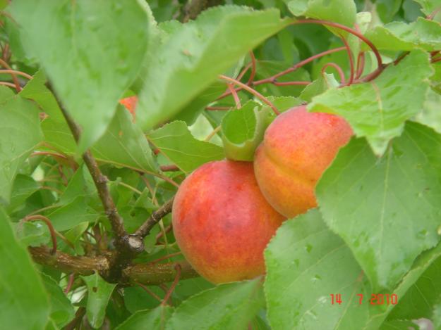 Orchard 19 200 sq.m. Apricot, Cherry, Nectarines, Peaches - Pret | Preturi Orchard 19 200 sq.m. Apricot, Cherry, Nectarines, Peaches